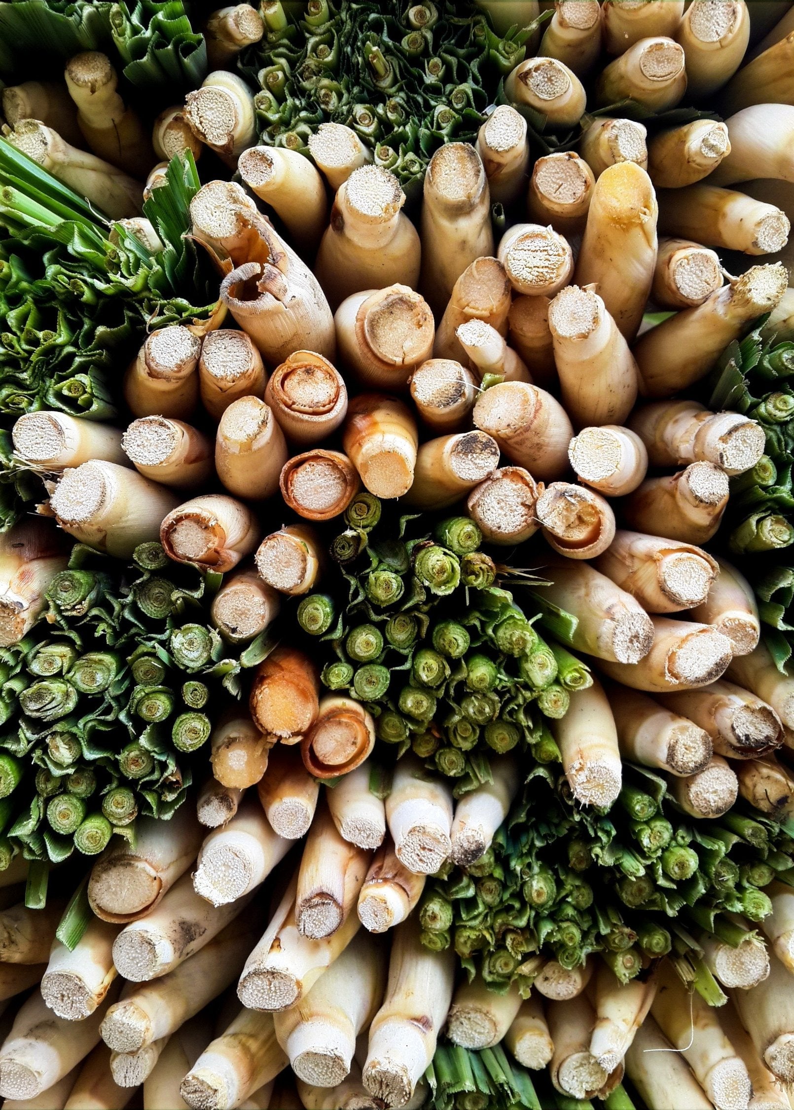 Lemongrass (Cymbopogon)